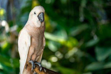 Beyaz kakadular dalda