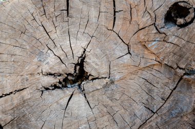 Ağaç kesiti dokusu