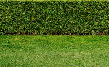 Yeşil çitli yeşil çimenli zemin