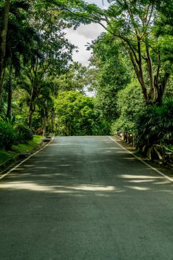 Tayland kırsalında yeşil tropikal ormanlı asfalt yol