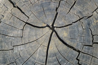 Ağaç kesiti dokusu