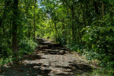 Ormana giden yeşil ağaçlı tozlu kır yolu