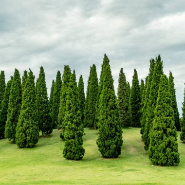 Yeşil çimen yamacında çam ağaçları