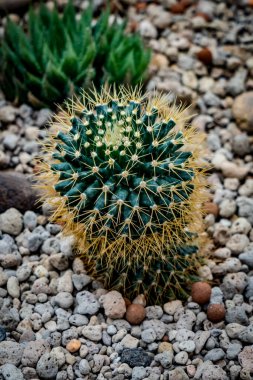 Küçük çakıllar üzerinde yeşil kaktüs
