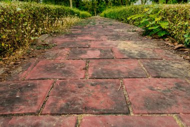 Parktaki çimento yolu yeşil çitlerle süslenmiş.