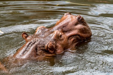 Suaygırının kafasını suyun üstünde yakın plan çek.