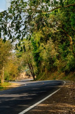 Parkta yeşil ağaçlı asfalt yol