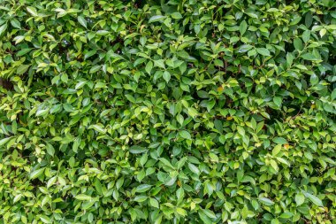 Yeşil Yapraklar duvar arkaplanı