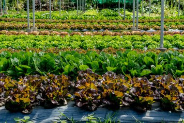 Çiftlikte yeşil sebze yatağı