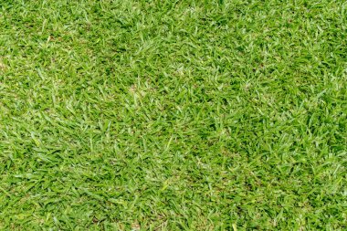 yeşil çimen dokusu arkaplanı