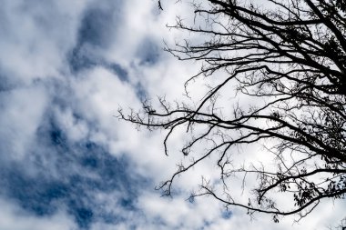 Bulutlu bir arkaplanda öldü