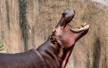 Suaygırının ağzını açtığı görüntüyü kapat.