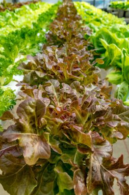 Hidroponik çiftliğinde taze kahverengi ve yeşil marul.