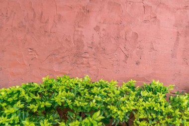 Yeşil bitkilerle turuncu kahverengi beton duvar