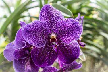 Yeşil yapraklı mor orkide bulanık arkaplan