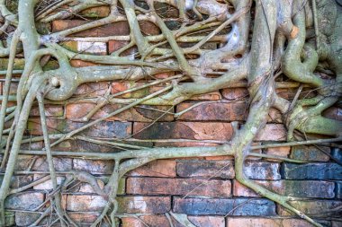 Eski tuğla duvarda büyük ağaç kökleri