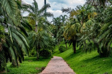Parkta yeşil palmiye ağaçları olan beton patika.
