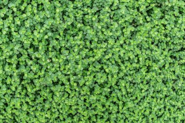 Yeşil yaprak duvar dokusu