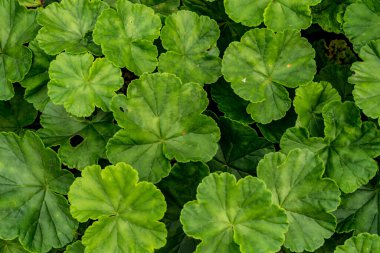 Sardunya 'nın yeşil yapraklarının yer dokusu