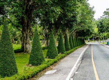 Asfalt yolda, koni kaplı bitkiler parkta.