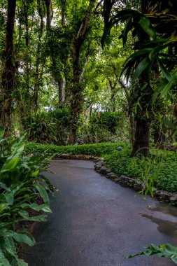 Parkta yeşil bitkilerle beton yol