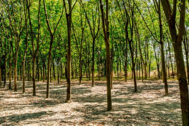 Yeşil kauçuk ağaçlar.