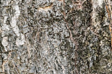 Ağaç kabuğu dokusu basit arkaplan