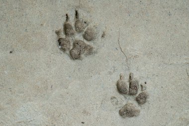 Beton zeminde köpek ayak izi var.