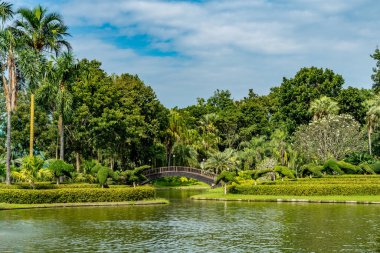Yeşil gölü ve mavi arkaplanı olan tropik yeşil ağaç