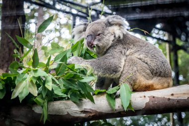 Koala dalda yeşil yaprakları yiyor.