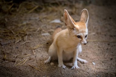 Fennec Fox 'un hayvanat bahçesindeki görüntüsü