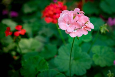 Bahçede pembe sardunya çiçekleri