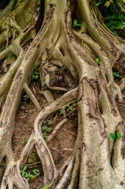 Ağaç kök ağının resmi