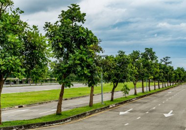 Parkta yeşil ağaçlar olan güzel asfalt yol.