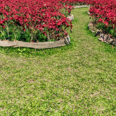 Kırmızı yapraklı yeşil çimenler