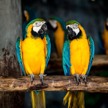 Şubedeki Üç Renkli Papağanın Resmi