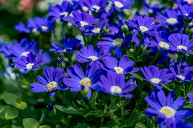 Yeşil yapraklı güzel mavi çiçekler