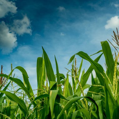 Beyaz bulutlu mısır tarlası ve mavi gökyüzü arkaplanı