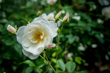 Bahçedeki bulanık yeşil yapraklı beyaz gül.