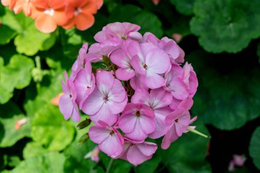 Bahçede çiçek sade arka planda