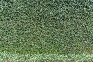 Yeşil Yapraklar duvar arkaplanı