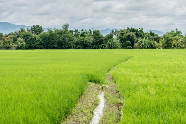 Tayland kırsalında yeşil pirinç tarlası