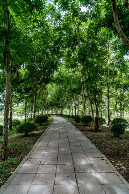 Parkta yeşil ağaçlar olan beton blok yol