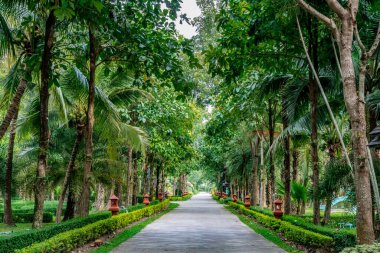 Parkta yeşil palmiye ağacı olan beton yol