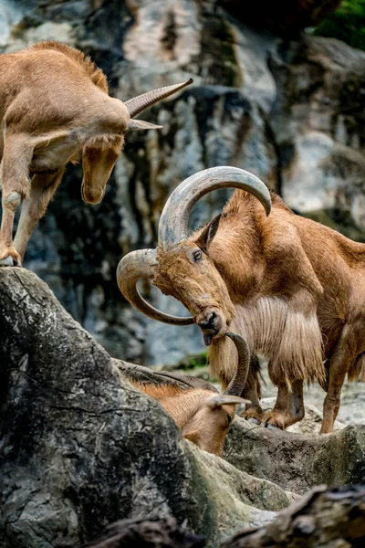 Ovelhas Montanha Grande Chifre Ovelhas Rocha — Fotografia de Stock