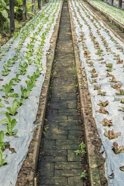 温室蔬菜的种植 — 图库照片