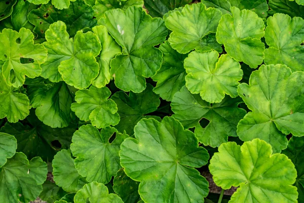 Πράσινα Φύλλα Γερανίου Υφή Δαπέδου — Φωτογραφία Αρχείου