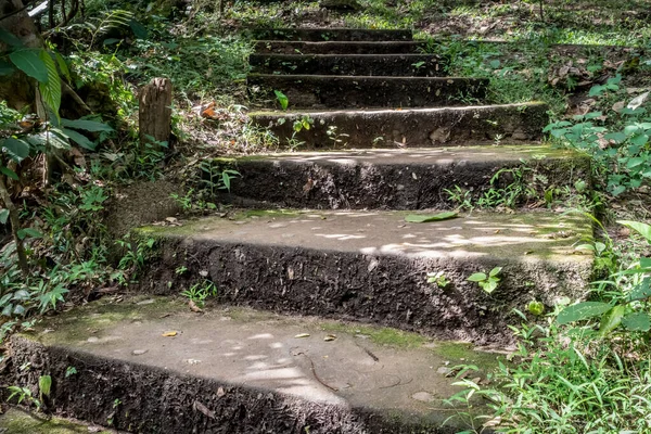 Scala Cemento Invecchiato Nella Foresta — Foto Stock