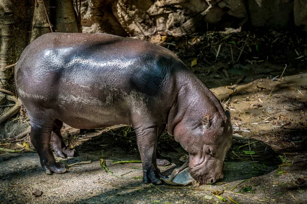 Ippopotamo Pigmeo Piccolo Ippopotamo Suolo Terroso — Foto Stock