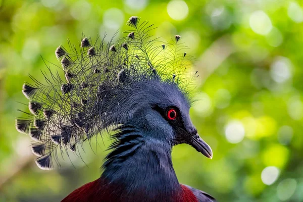 Close Image Victoria Crowned Pigeon — Stock Photo, Image